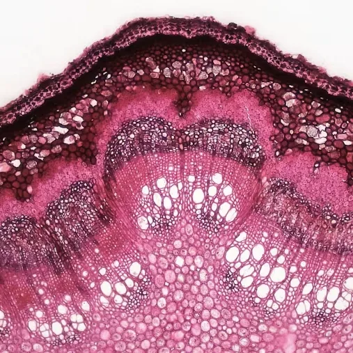 Corte transversal de tejido teñido observado al microscopio óptico